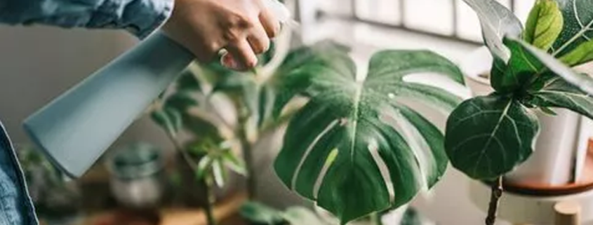 Four crucial ways to keep houseplants warm this winter - avoid plant becoming ‘weaker’