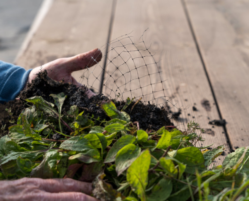 Plastic netting which is the majority of turf laid in the UK, but breaks down into polluting microplastics.