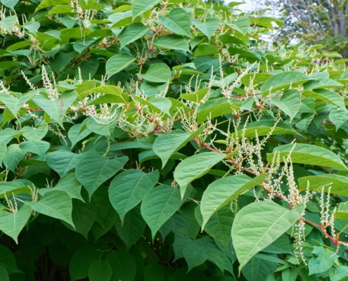 Gardeners urge Brits to familiarise themselves with Japanese knotweed