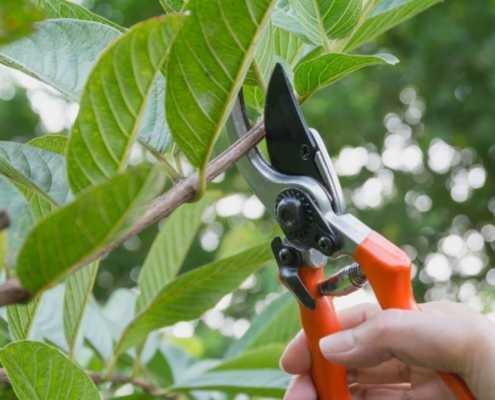 Four garden plants to always prune in winter to ‘encourage’ blooms in spring