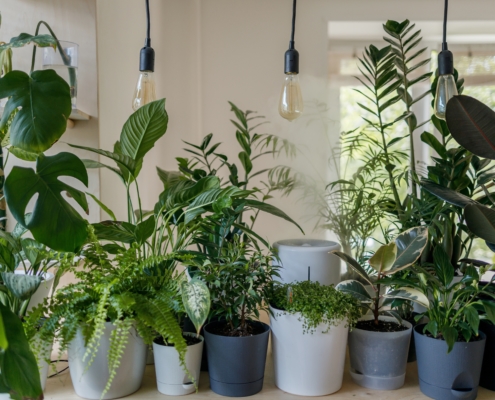 Seven houseplants that remove dust and toxins from the air keeping your property clean