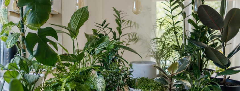 Seven houseplants that remove dust and toxins from the air keeping your property clean