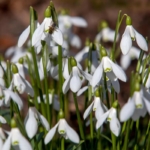 White plants to brighten up your garden in winter/Credit: Alamy/PA