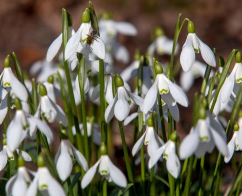 White plants to brighten up your garden in winter/Credit: Alamy/PA