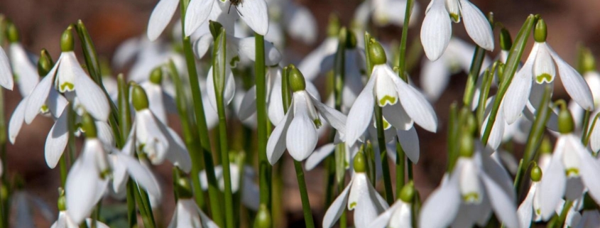 White plants to brighten up your garden in winter/Credit: Alamy/PA