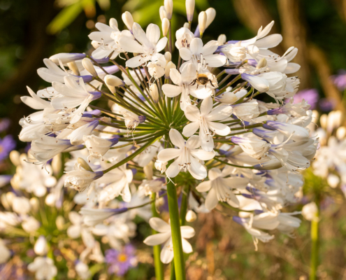 40 plants discounted for every 40th year of Barnsdale