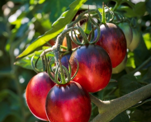 Tomato 'Black Moon' has landed!