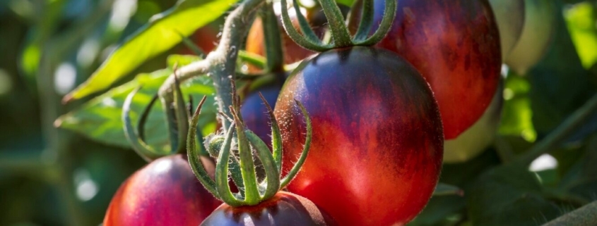 Tomato 'Black Moon' has landed!