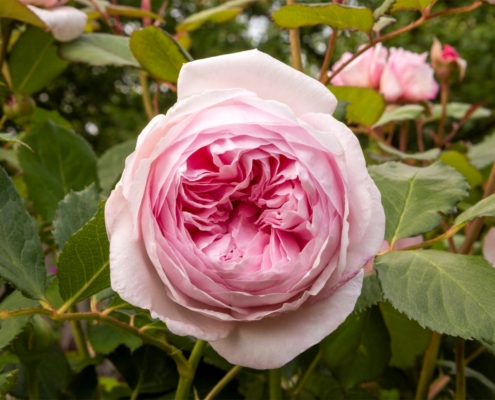 Barnsdale Gardens - Rose 'Geoff Hamilton' donation to Greenfingers Charity