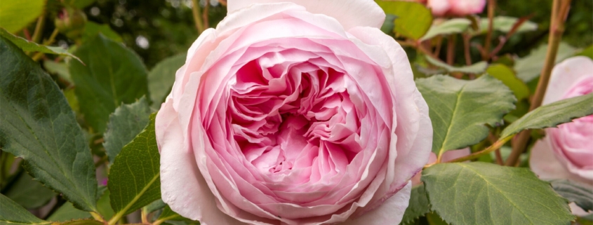 Barnsdale Gardens - Rose 'Geoff Hamilton' donation to Greenfingers Charity