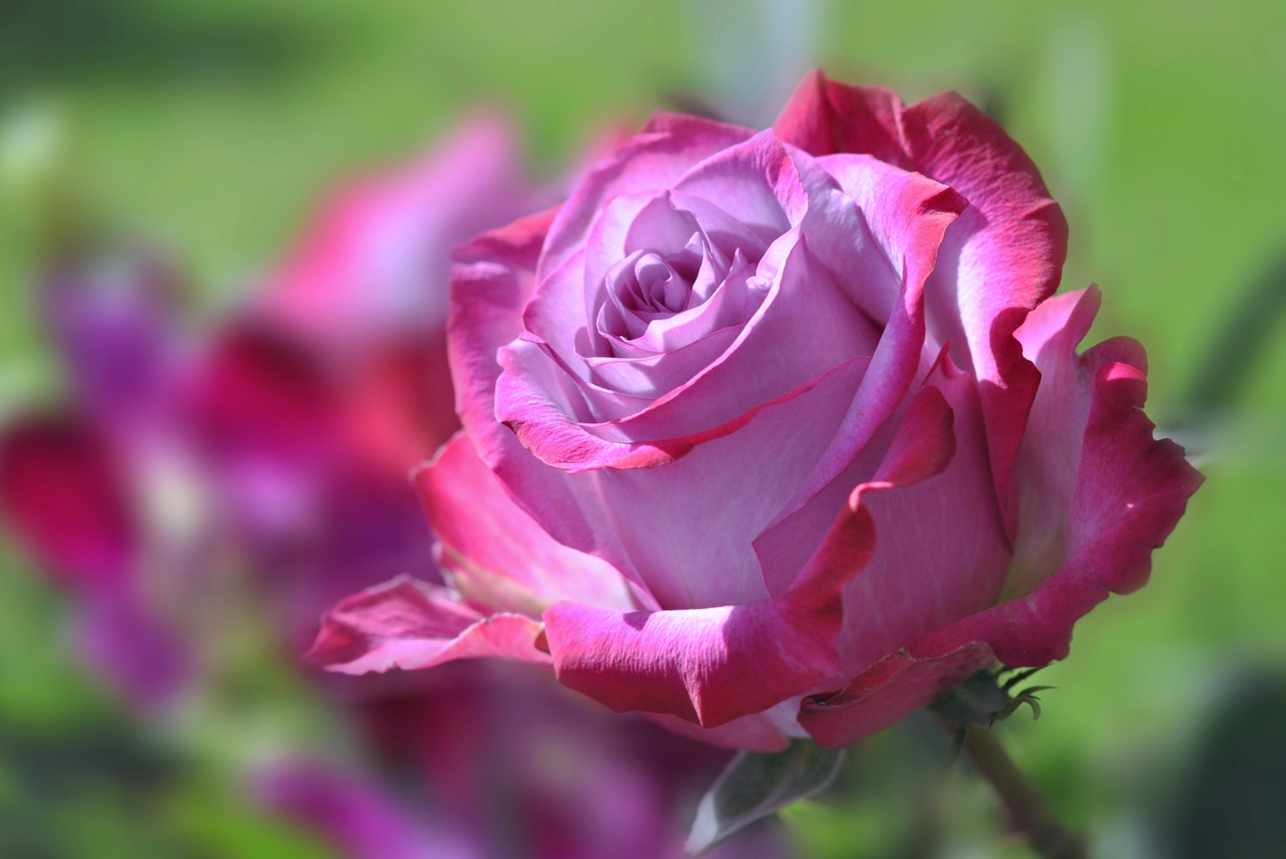 The most popular flowers for home gardeners in the UK – rose crowned nation’s