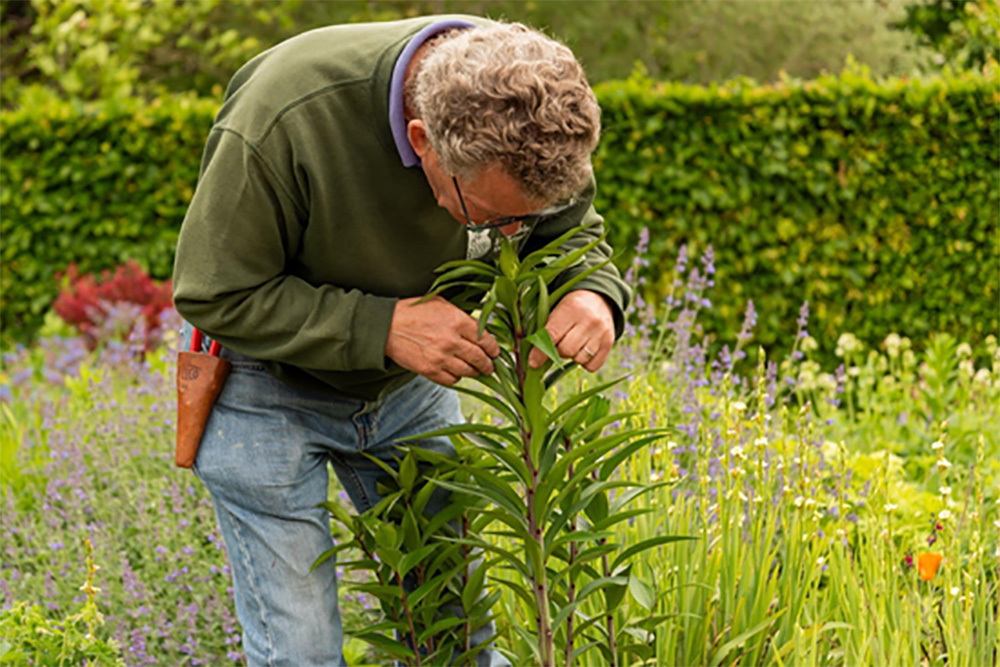 Beat the Bugs, Snip with Style, and Feast from the Plot