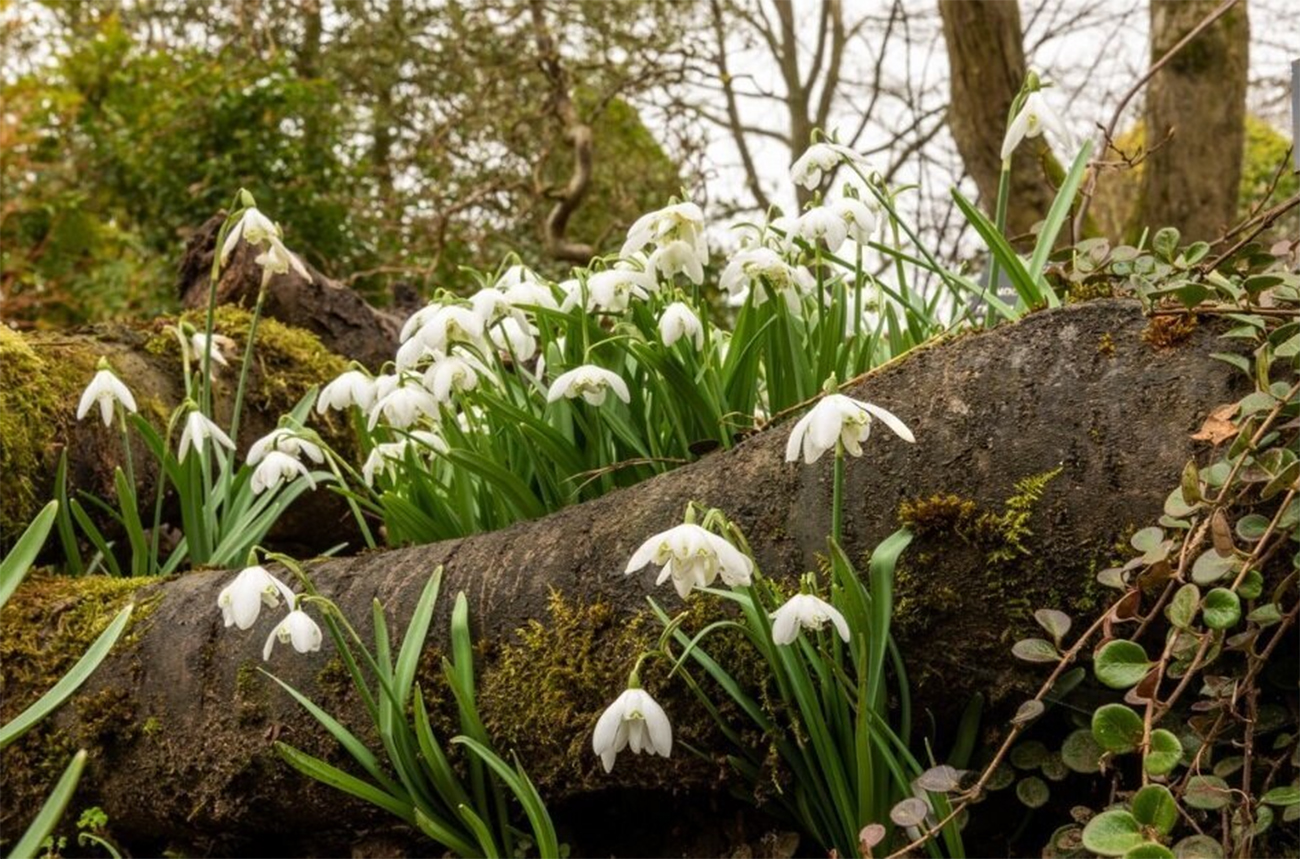 Snowdrops, Strolls & Scrumptious Afternoon Teas