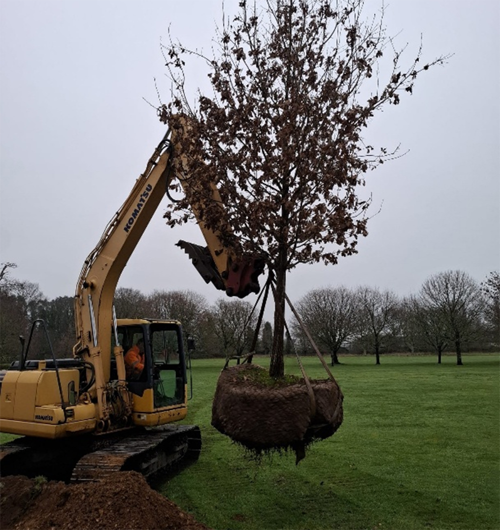 The challenges in transplanting large trees