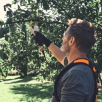 STIHL’s new battery powered pruning shears