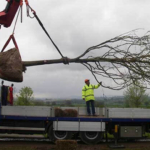 Why moving large trees can be a smart investment