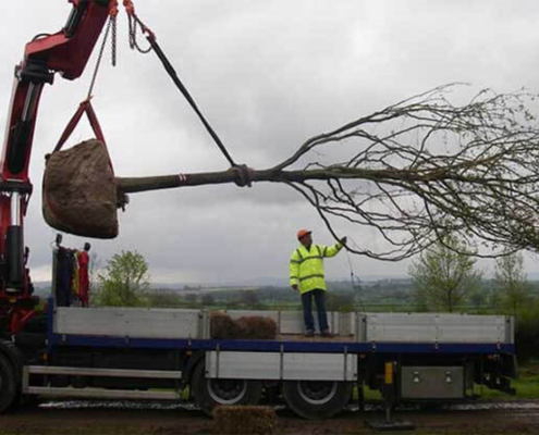 Why moving large trees can be a smart investment