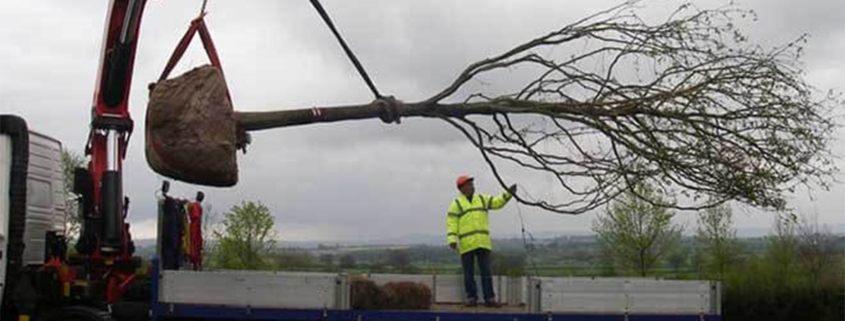 Why moving large trees can be a smart investment