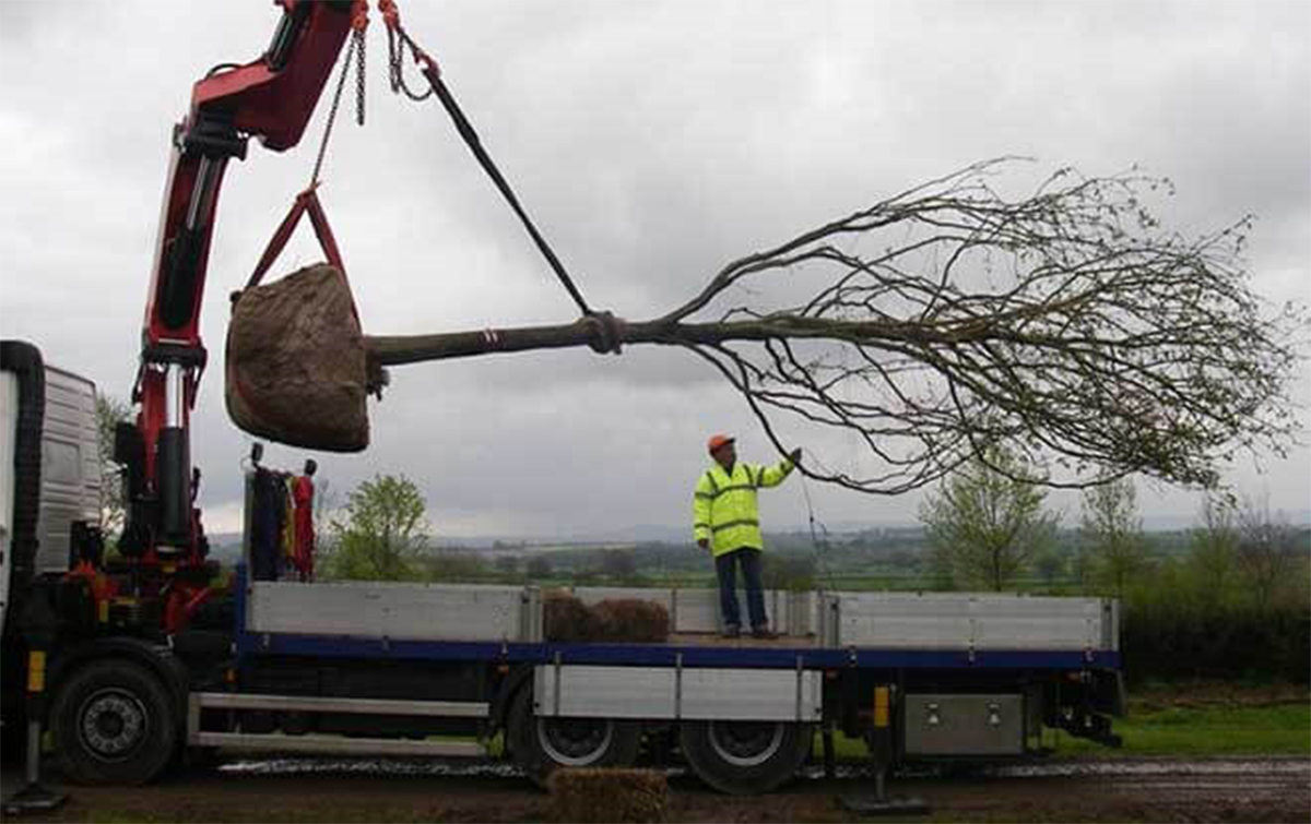 Why moving large trees can be a smart investment
