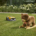 STIGA’s New Robot Mowers: Let Dad Retire the Lawnmower