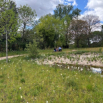 Wildflower Co. brings biodiversity to new Memorial Garden