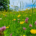 Biodiverse wildflower gardens made easy