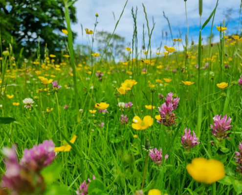 Biodiverse wildflower gardens made easy