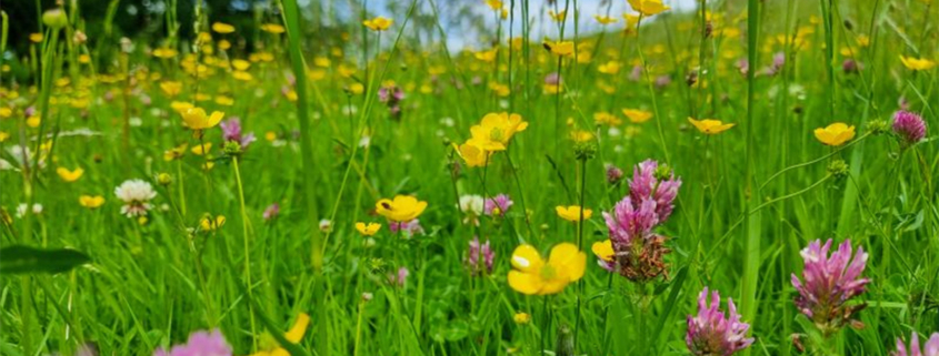 Biodiverse wildflower gardens made easy