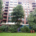 Transplanting a large tree at one of Europe’s biggest regeneration projects