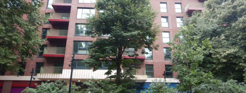 Transplanting a large tree at one of Europe’s biggest regeneration projects