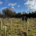 Wyevale Nurseries supports landmark tree planting project