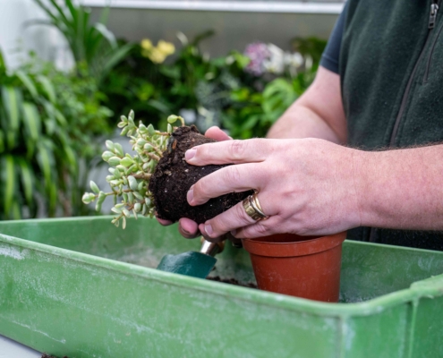 “The Green Journey” Kicks Off National plants@work Week 2026