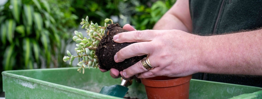 “The Green Journey” Kicks Off National plants@work Week 2026