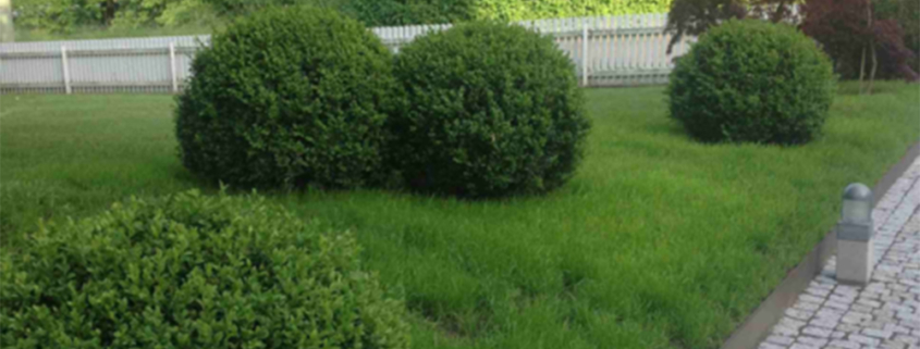 The business case for investing in soil biology on your development site