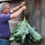 Get Your Garden Ready for Organic September