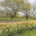 University of Kent and JUB Holland rethink what bulbs can do in grass
