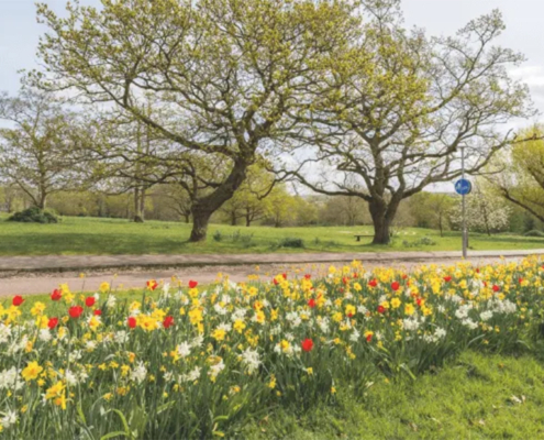 University of Kent and JUB Holland rethink what bulbs can do in grass